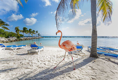 ¿Por qué viajar a Aruba ?